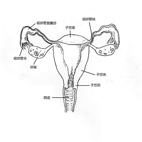 身體結構圖女|女性生殖系統